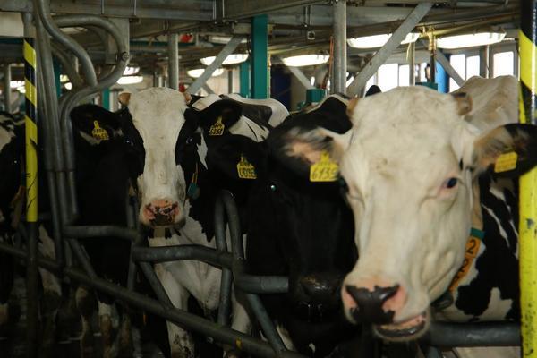 A feedlot with a capacity of 15,000 cattle has been launched in West Kazakhstan.