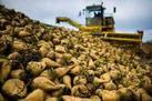 Sugar beet harvesting has been completed in Kazakhstan.