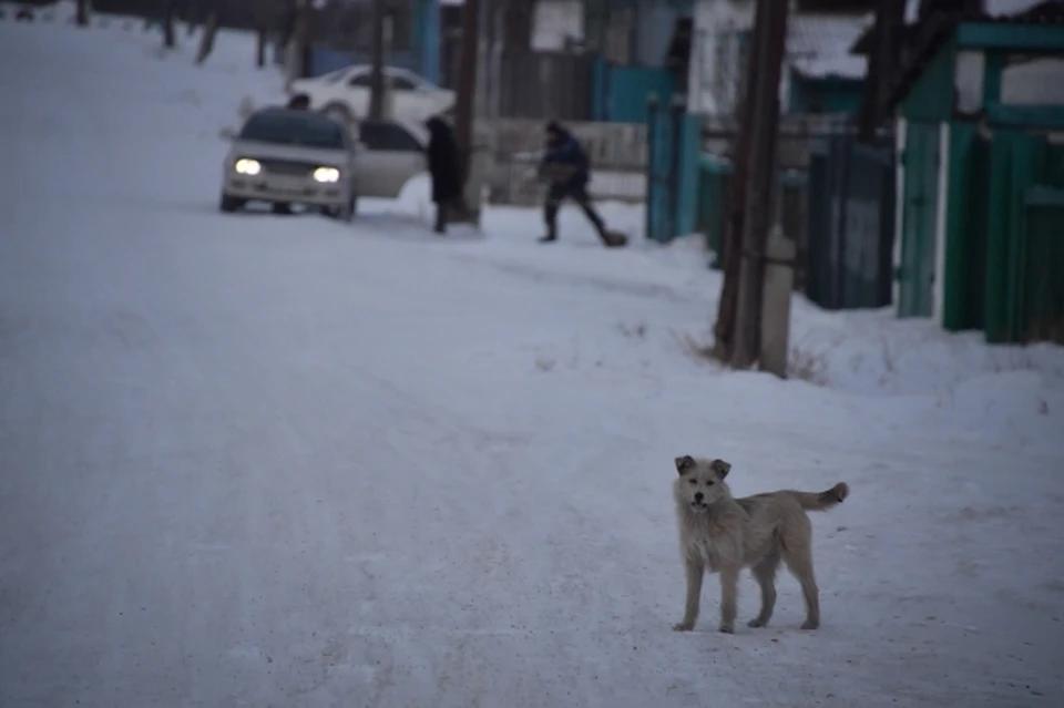 Бизнес на страданиях животных или искреннее желание помочь? Как зоозащитники начали борьбу в Приморье.