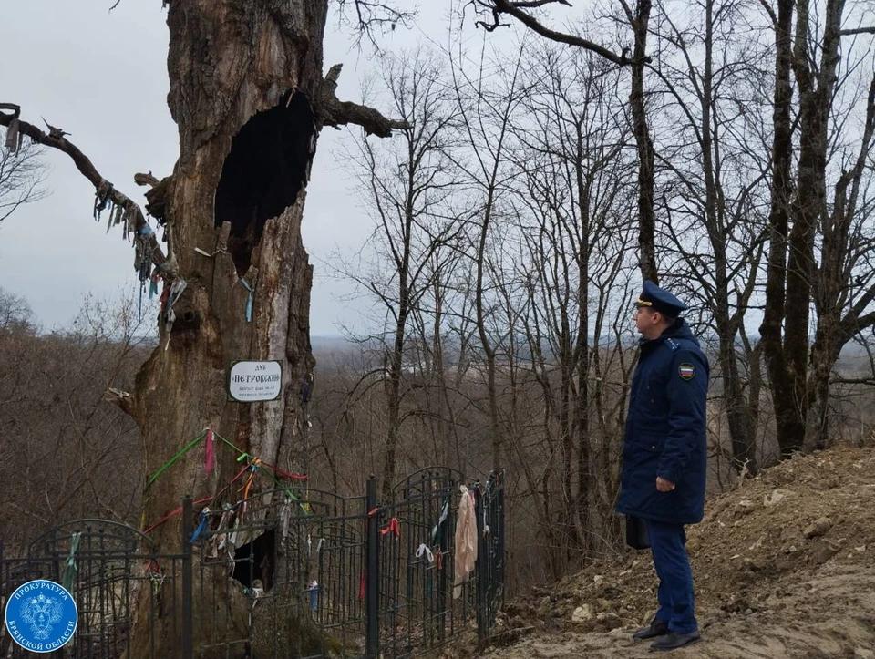 В Брянской области заботятся о дубе, который был посажен Петром Первым.